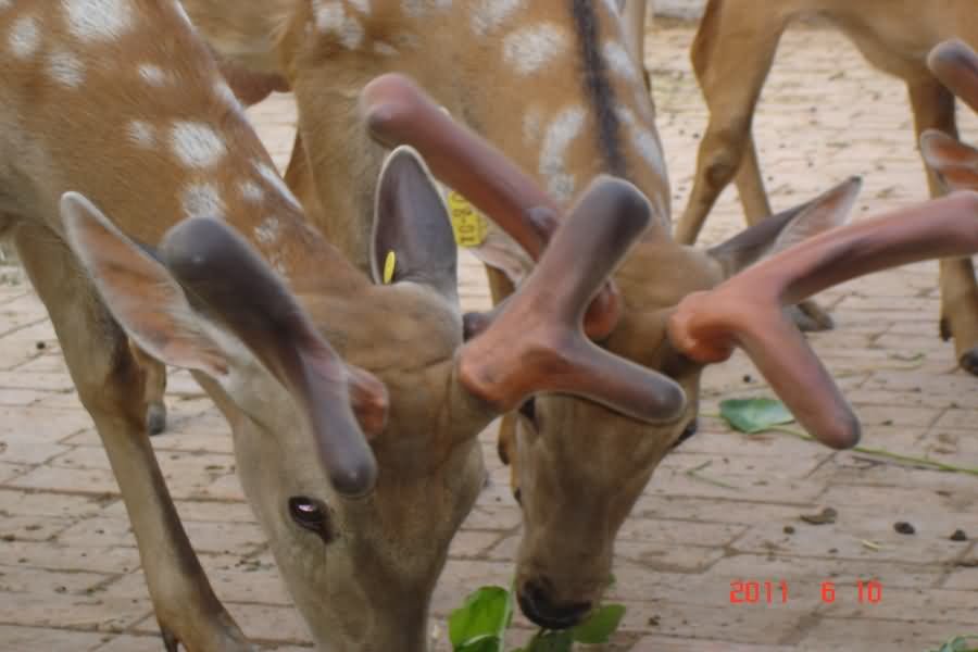 DSC03671a.JPG