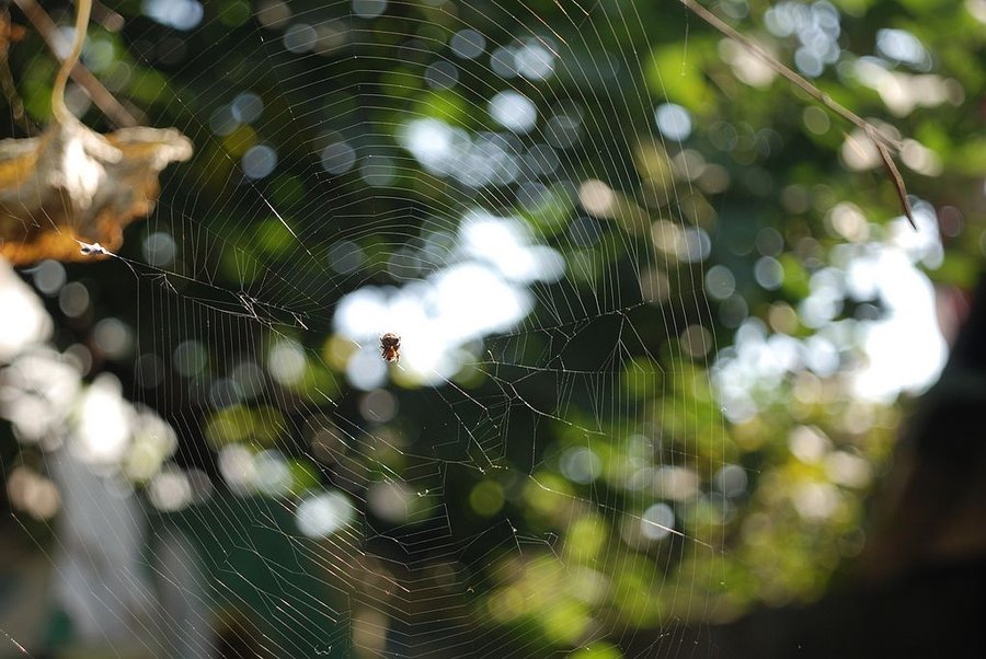 DSC_0425.jpg