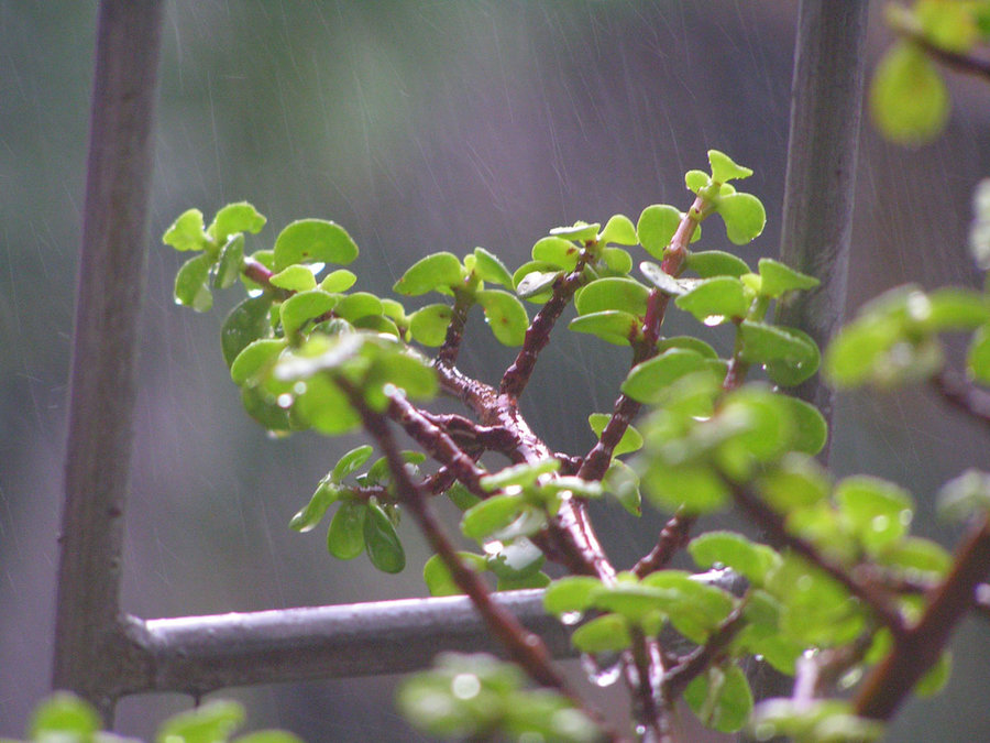 PICT_4878.JPG