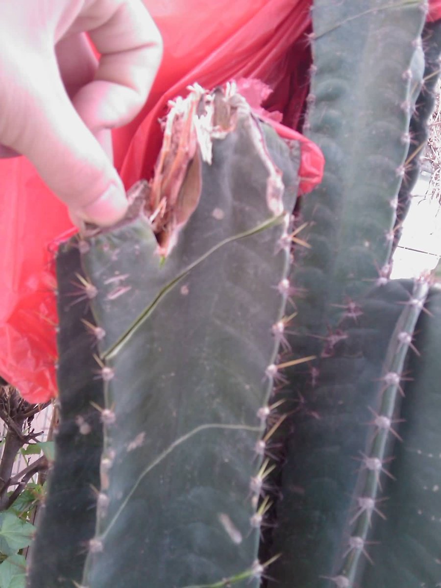 IMAG0220.jpg