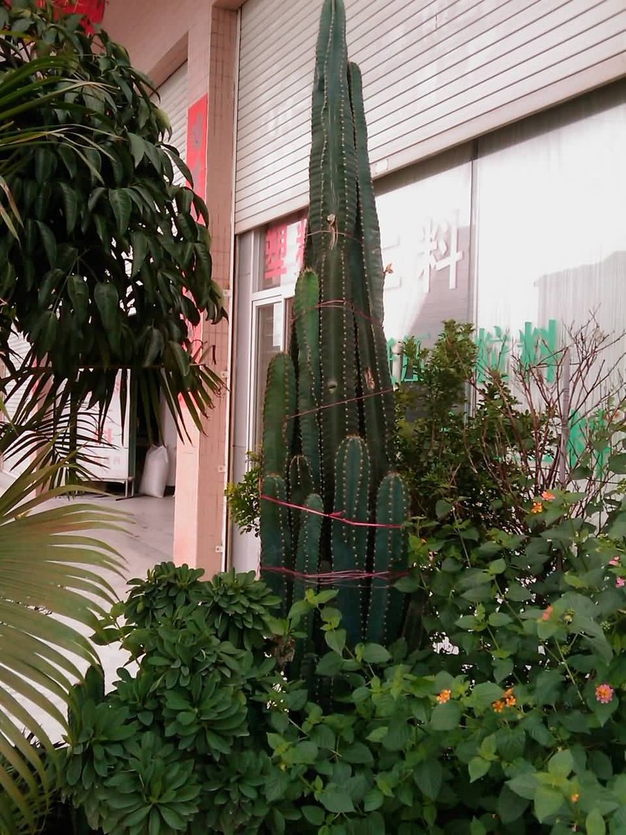 IMAG0230.jpg