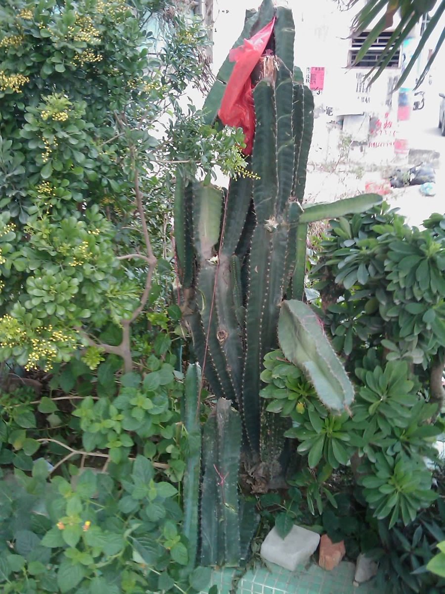 IMAG0243.jpg