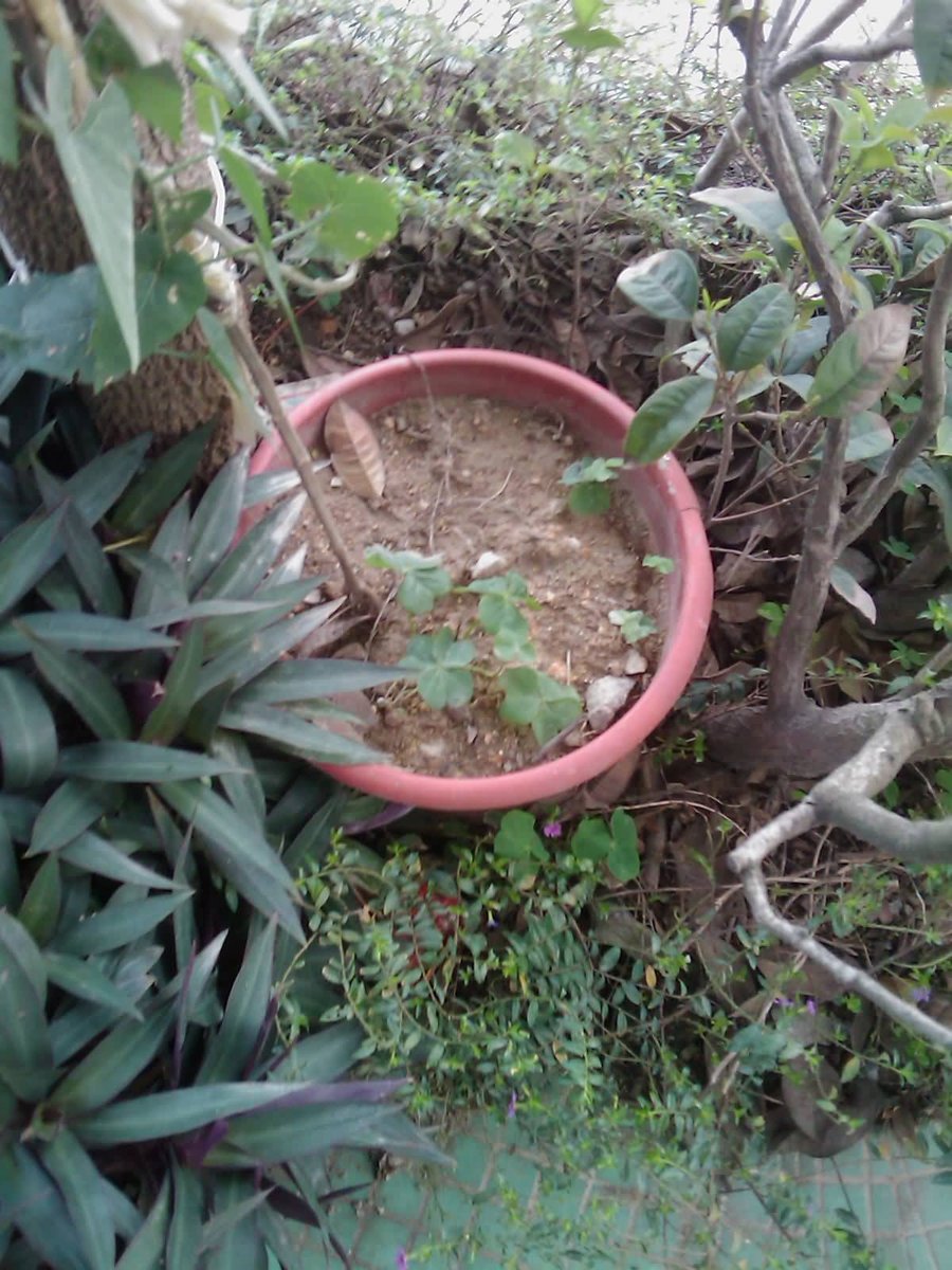 IMAG0245.jpg