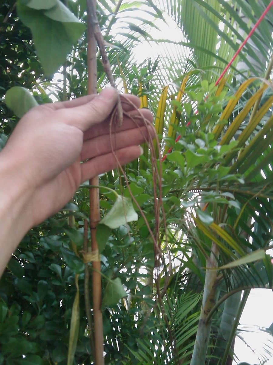 IMAG0261.jpg