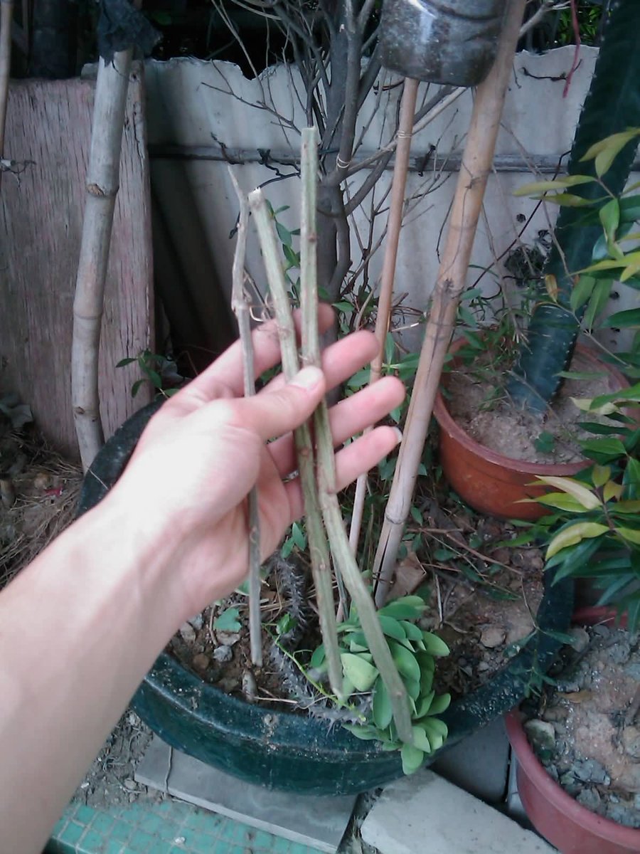 IMAG0281.jpg