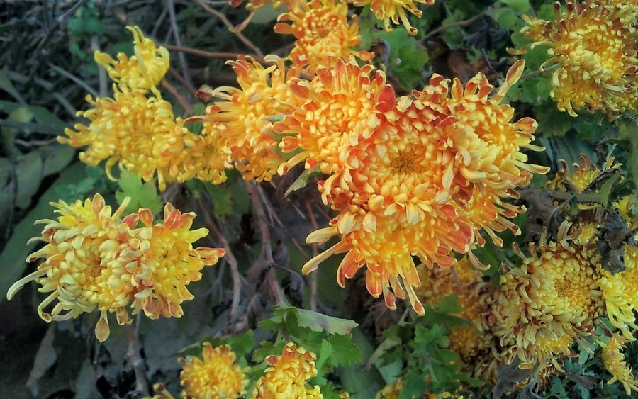 SNC00087.jpg
