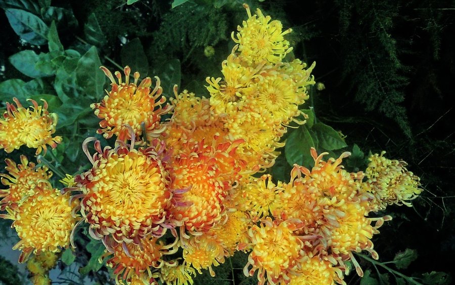 SNC00097.jpg