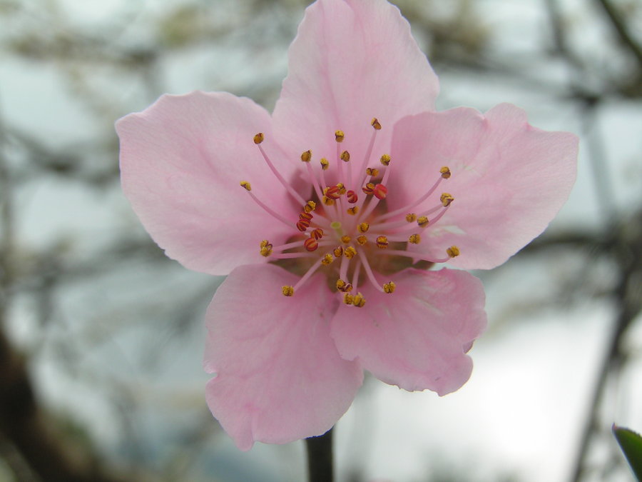 桃花