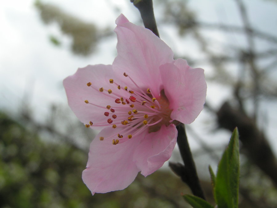 桃花