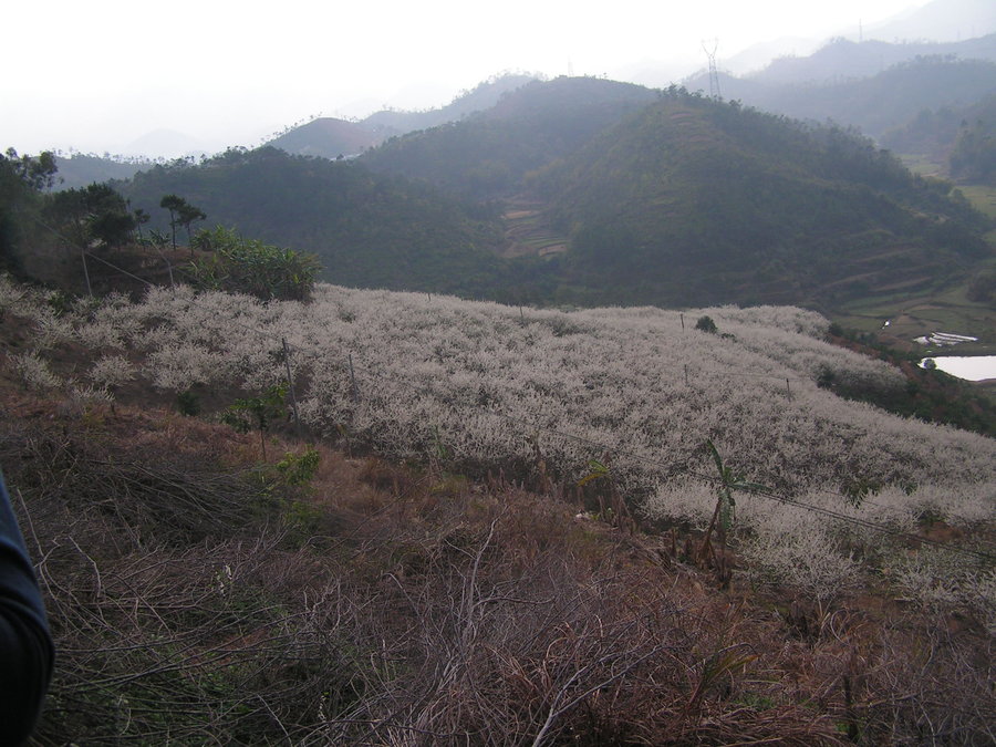 李花漫坡