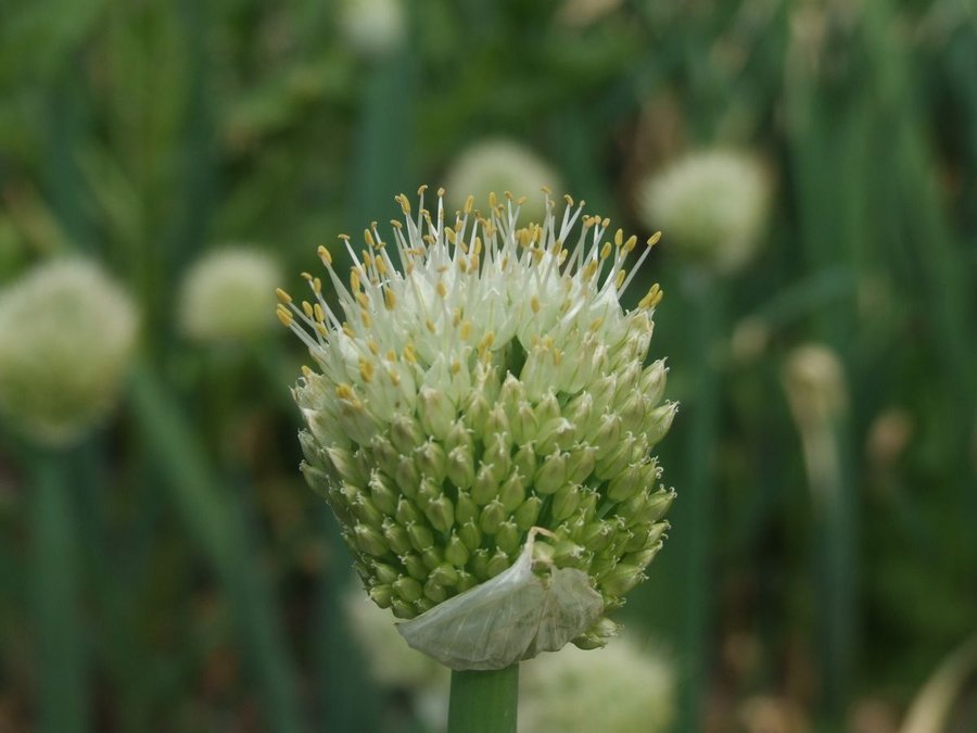 DSCF5496.JPG