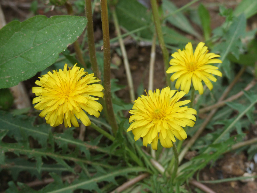DSCF5499.JPG