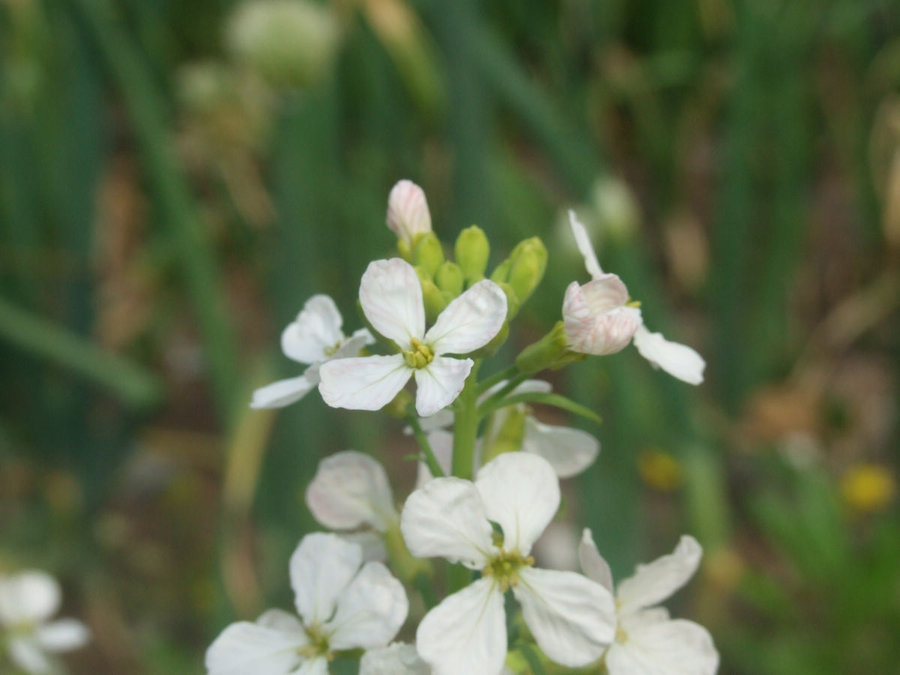DSCF5500.JPG