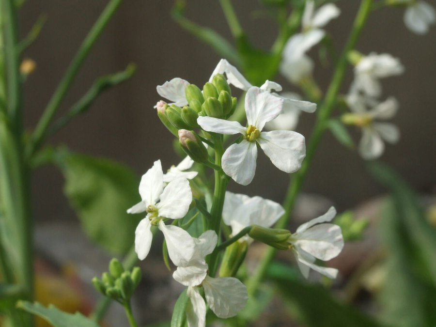 DSCF5504.JPG