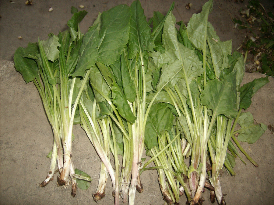 IMG05205.jpg