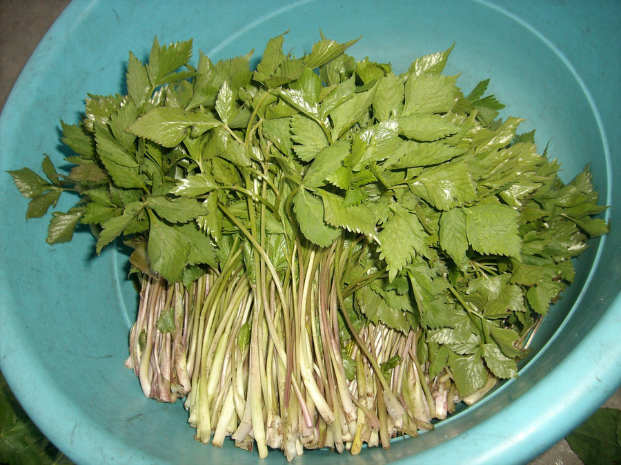 IMG05203.jpg