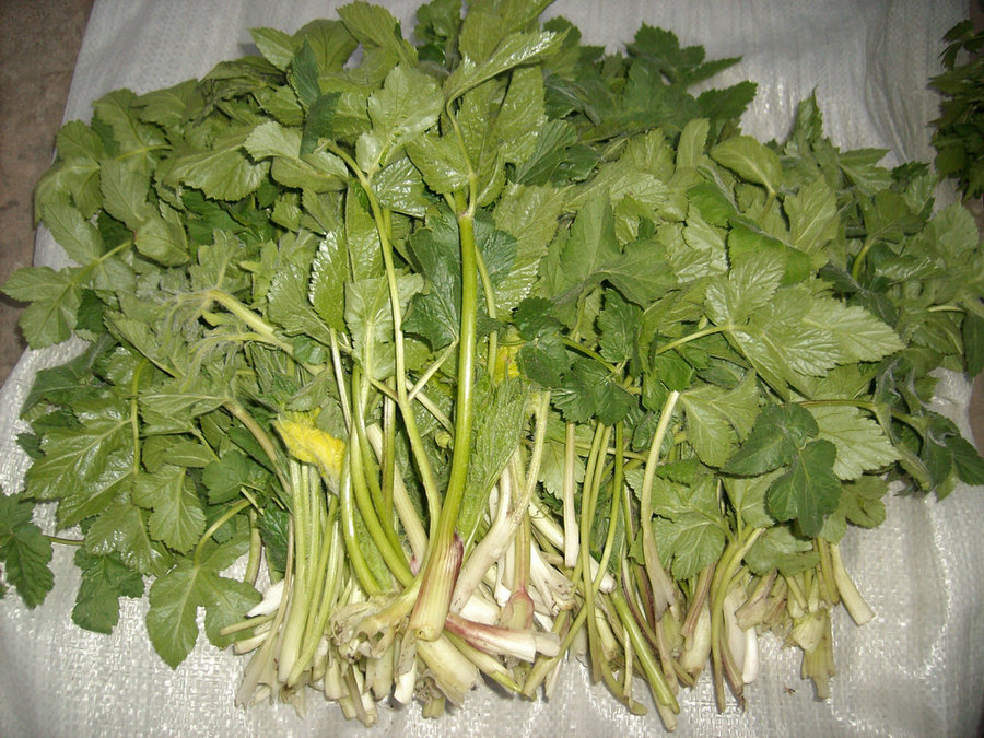 IMG05204.jpg