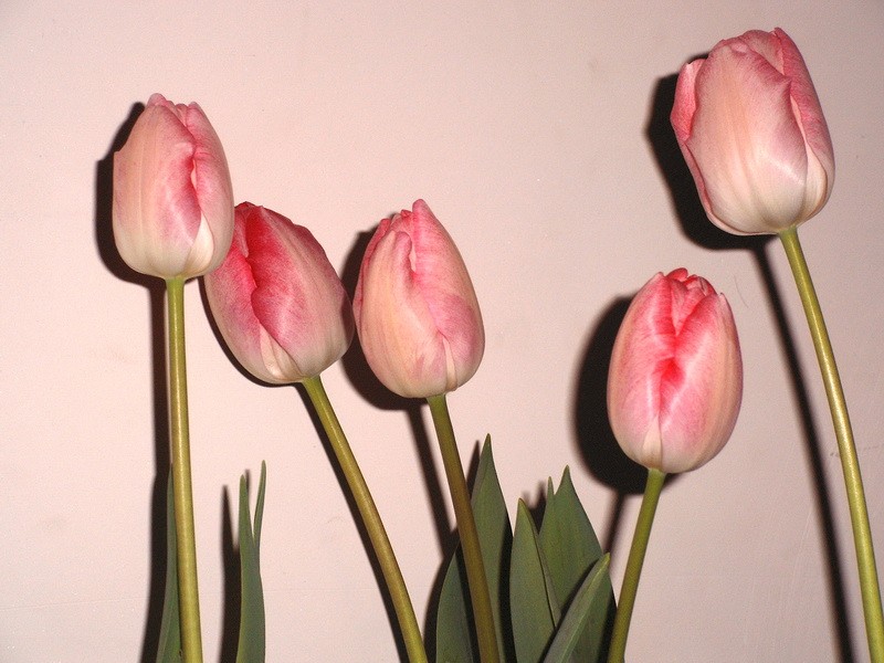 PICT0045.jpg