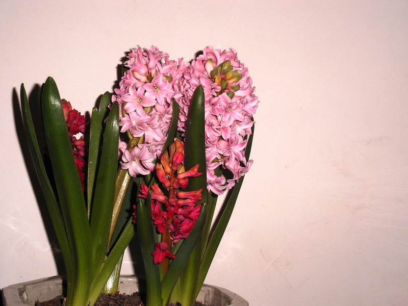 PICT0055.jpg