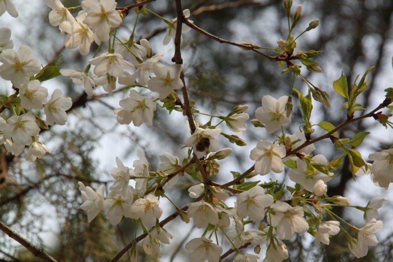 IMG_5468.JPG