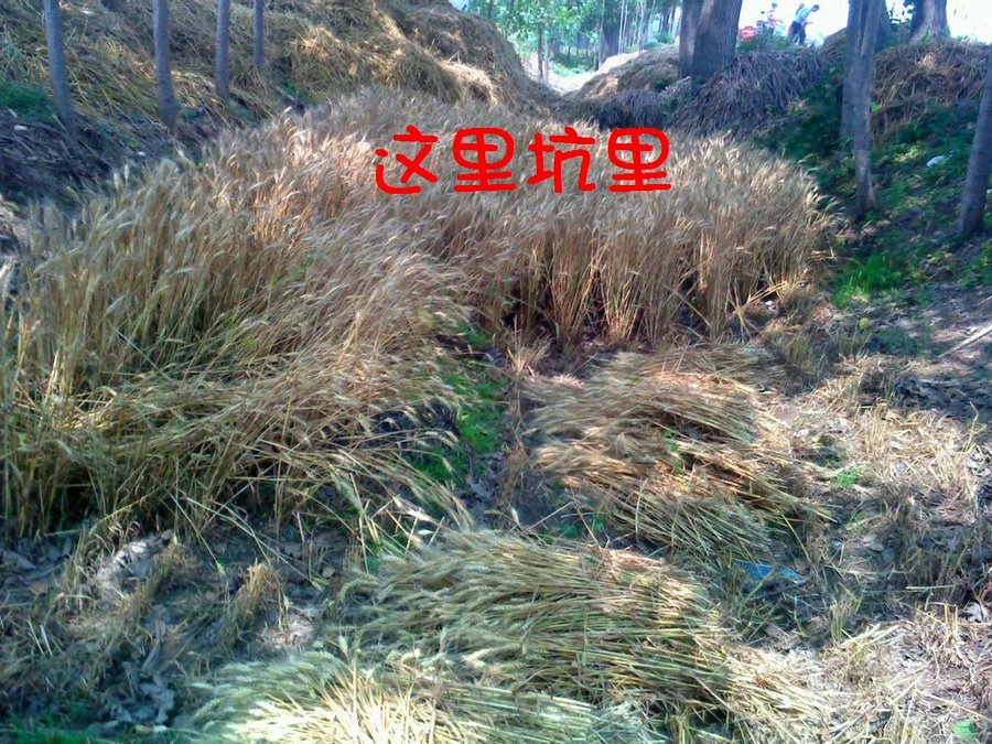 社建电子346.jpg