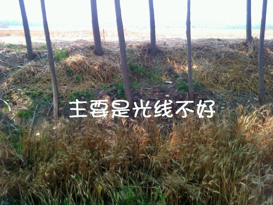 社建电子350.jpg