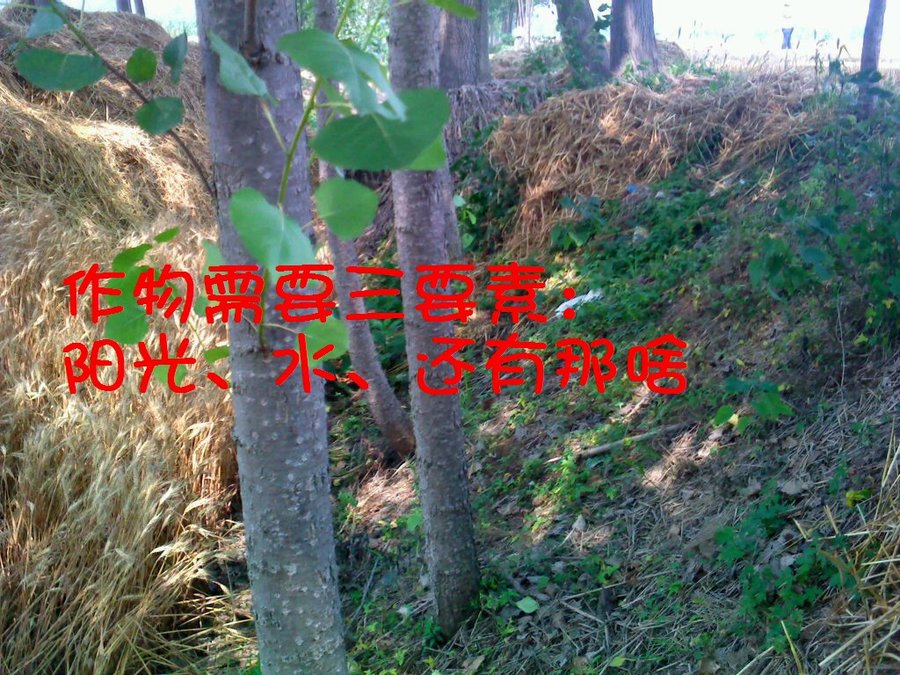 社建电子351.jpg