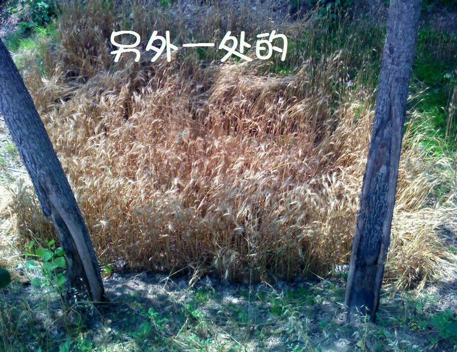 社建电子354.jpg